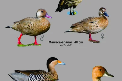 Walter Hasenack / Divulgação Guia de Identificação de Aves Parque Tupancy - Arroio do Sal-RS, de Walter Hasenack<!-- NICAID(16322685) -->