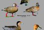 Parque que é um "tesouro verde" em Arroio do Sal ganha guia com 90 espécies de aves