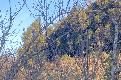 A foto ao lado é um registro desta colunista do último fim de semana em Pinto Bandeira. Ela foi tirada em pleno inverno, mostrando os tons de outono ao fundo e com algumas pequenas flores que lembram a primavera.É que algumas variedades de pêssego já estão florescendo.São as de ciclo precoce, que possuem uma baixa exigência de frio para iniciar o ciclo. Conforme Alexandre de Oliveira Frozza, engenheiro agrônomo e extensionista de Pinto Bandeira da Emater, as de ciclo médio e tardio, que são as mais cultivadas no município, ainda não iniciaram o florescimento.– Contudo, até o momento, o acumulo de horas frio é muito baixo. Esta condição preocupa, pois pode resultar em uma brotação e floração desuniforme das frutíferas de clima temperado – aponta.<!-- NICAID(15466042) -->