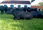 Visita a propriedade permite descobrir se búfalos são mesmo "cachorros grandes"