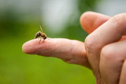 the bee stings the person in the fingerAbelha picando um dedo humano - Foto: sergo321/stock.adobe.comFonte: 206256188<!-- NICAID(15426456) -->