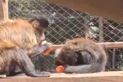 Picolé e banho gelado: vídeo mostra como os animais do Primaves espantam o calor<!-- NICAID(15974862) -->