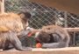 Para espantar calor, animais do Primaves recebem picolé de frutas e banho gelado