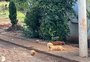 Morte de cães por envenenamento preocupa moradores de município no norte do RS