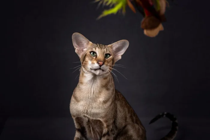 Oriental shorthair cat / Shutterstock | Portal EdiCase Oriental shorthair cat / Shutterstock | Portal EdiCase