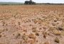 Leite diz que estiagem no RS é a mais severa em 70 anos, e ministra da Agricultura sinaliza apoio a produtores