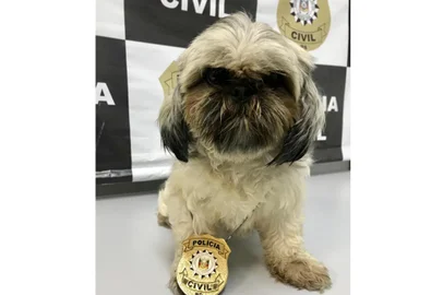 Cachorrinha desaparecida em Arroio do Sal foi encontrada em Caxias <!-- NICAID(14727717) -->