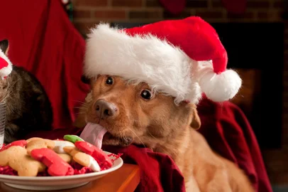 Cat and Dog eating and drinking Santa's cookies and milk.Indexador: MICHAEL PETTIGREWFonte: 31482865<!-- NICAID(15632506) -->