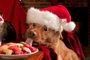 Cat and Dog eating and drinking Santa's cookies and milk.Indexador: MICHAEL PETTIGREWFonte: 31482865<!-- NICAID(15632506) -->