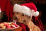 10 comidas de Natal e Ano-Novo tóxicas para cachorros