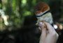 Pesquisa aponta que mudanças climáticas causam mutações em aves da Amazônia
