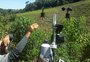 Como estações meteorológicas podem ajudar no trabalho de produtores de uva na Serra
