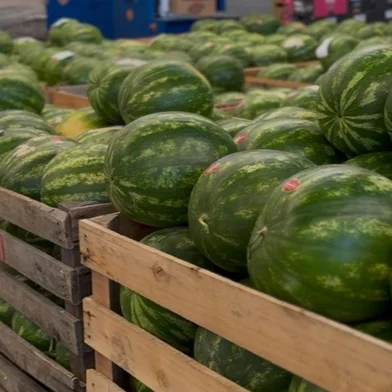 Melancia Ceasa<!-- NICAID(16202534) -->