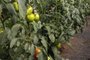 Produção da Área Experimental e Fazenda Escola passa a abastecer Gastronomia da UCS<!-- NICAID(15024624) -->