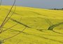 O que deve fazer a produção de canola dobrar neste ano no RS