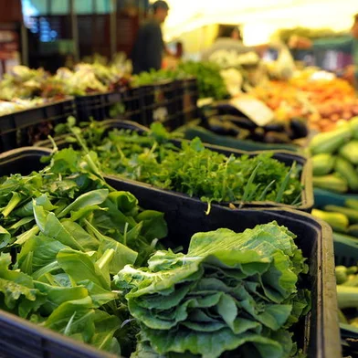 O frio e a geada da ultima semana em Santa Maria fizeram com que a producao de hortalicas fosse prejudicada Produtores tiveram perdas nas plantacoes de alface repolho brocolis e outros hortifrutigranjeiros frio,geada,hortifrutigranjeiros,plantações de alface,alface,repolho,brocólis,hortaliças,produtores,santa maria
