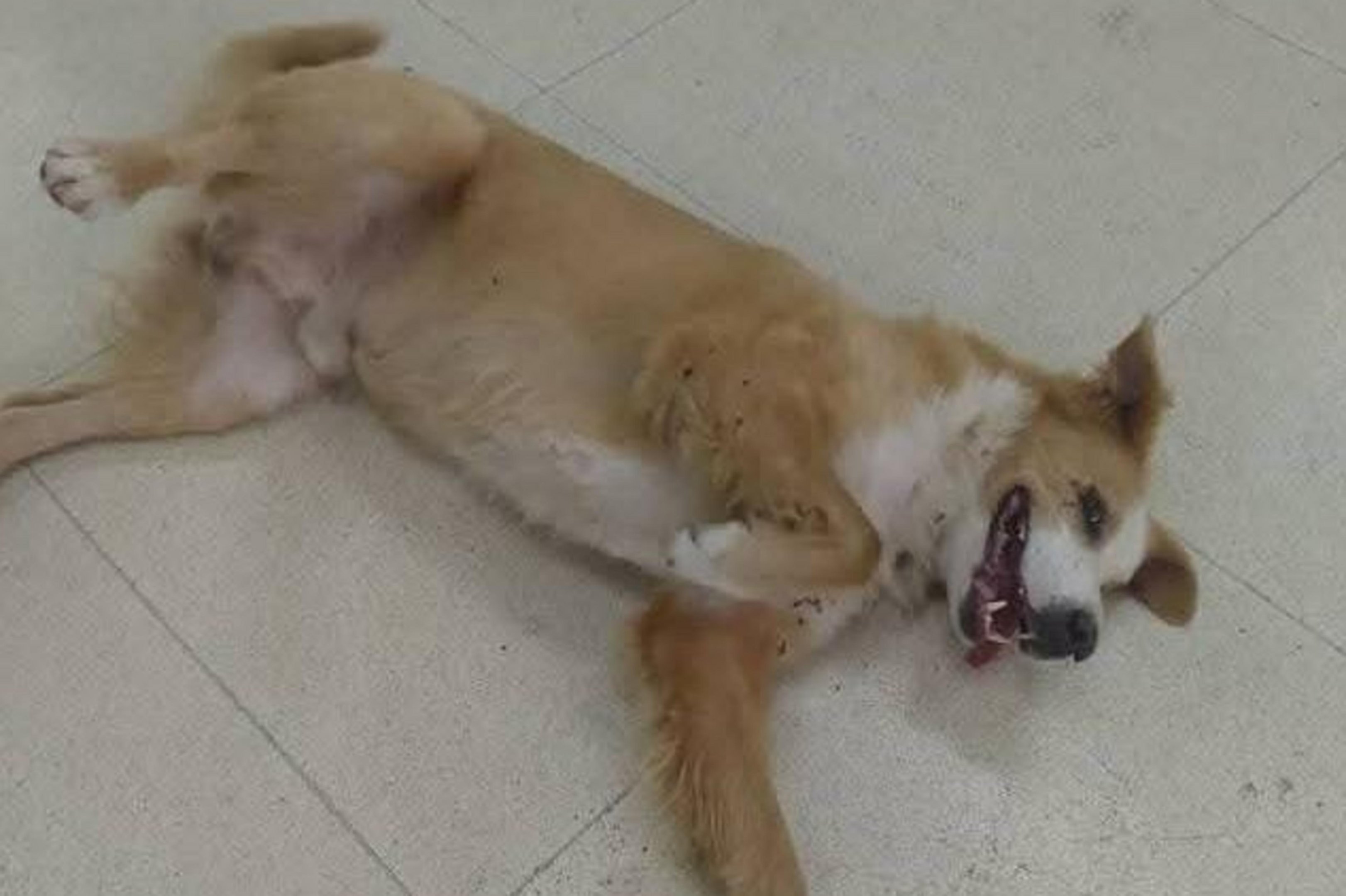 Pol&iacute;cia investiga sumi&ccedil;o de c&atilde;o comunit&aacute;rio v&iacute;tima de agress&atilde;o na regi&atilde;o central do Estado