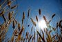 El Niño preocupa produtores de trigo no noroeste do RS