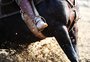 No Day Run do cavalo crioulo, saem os animais e entram os corredores