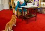 Quem vai ficar com os cachorros corgi da rainha Elizabeth II?