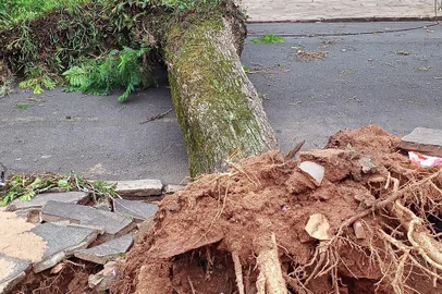 Árvore caída com o temporal de 16 de janeiro de 2023 na Rua General Caldwell, no bairro Menino Deus<!-- NICAID(15653612) -->