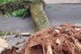 Árvore caída com o temporal de 16 de janeiro de 2023 na Rua General Caldwell, no bairro Menino Deus<!-- NICAID(15653612) -->