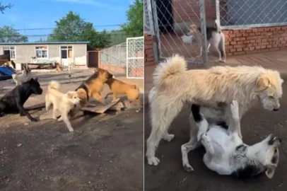 Viralizou nas redes sociais, nos últimos dias, um vídeo onde um cachorro branco, sem raça definida, do tipo "fiapo de manga", aparece no meio de uma confusão entre outros cães. Ele entra na cena, e, como se sua presença bastasse, a tensão desaparece.<!-- NICAID(16044408) -->