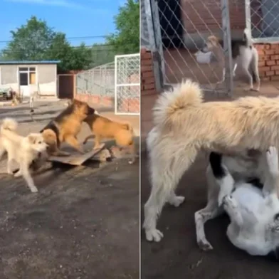 Viralizou nas redes sociais, nos últimos dias, um vídeo onde um cachorro branco, sem raça definida, do tipo "fiapo de manga", aparece no meio de uma confusão entre outros cães. Ele entra na cena, e, como se sua presença bastasse, a tensão desaparece.<!-- NICAID(16044408) -->