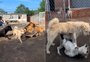 Existe cachorro "dominante"? Vídeo de cão separando briga viraliza e especialistas explicam o comportamento