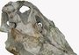 Cientistas descobrem novos detalhes sobre dinossauro que viveu no nordeste do Brasil a partir de fóssil "roubado"; entenda
