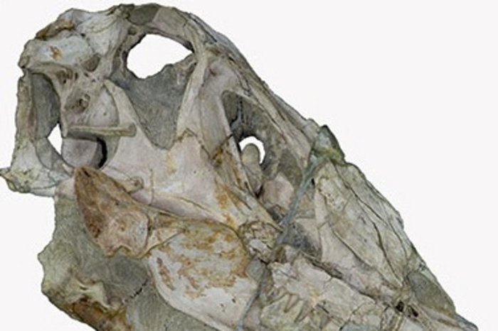 Marco Schade et.al / Paleontologia Electronica