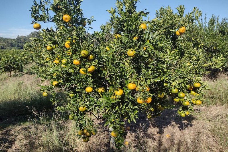 Safra de citros no Vale do Caí. Frutos da temporada estão menores em tamanho, mas mais doces<!-- NICAID(15438338) -->