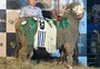 R$ 100 mil por um carneiro? Animal bate recorde para raça em leilão na 48ª Expointer