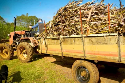 Talyssa Machado / RBS TV Cana de Açúcar no Bem+ Agro, especial da RBS TV e Zero Hora. Na foto, Júlio Gelinger, de Parobé<!-- NICAID(16162778) -->