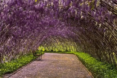 Mátria Parque de Flores - Túnel de Glicínias, em flor.<!-- NICAID(15866039) -->