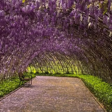 Mátria Parque de Flores - Túnel de Glicínias, em flor.<!-- NICAID(15866039) -->