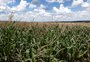 Milho valorizado sinaliza primeiro semestre de custos maiores e produtos mais caros