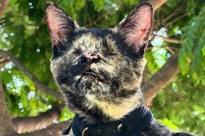 A felina Vick, que não tem os dois olhos devido a doença congênita oftalmológica anoftalmia bilateral foi adotada há cerca de um ano pelas veterinárias Bárbara Nigro e Franciely Salino, da clínica veterinária Felinos, de Catanduva, no interior de SP.<!-- NICAID(15392885) -->