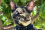 A felina Vick, que não tem os dois olhos devido a doença congênita oftalmológica anoftalmia bilateral foi adotada há cerca de um ano pelas veterinárias Bárbara Nigro e Franciely Salino, da clínica veterinária Felinos, de Catanduva, no interior de SP.<!-- NICAID(15392885) -->