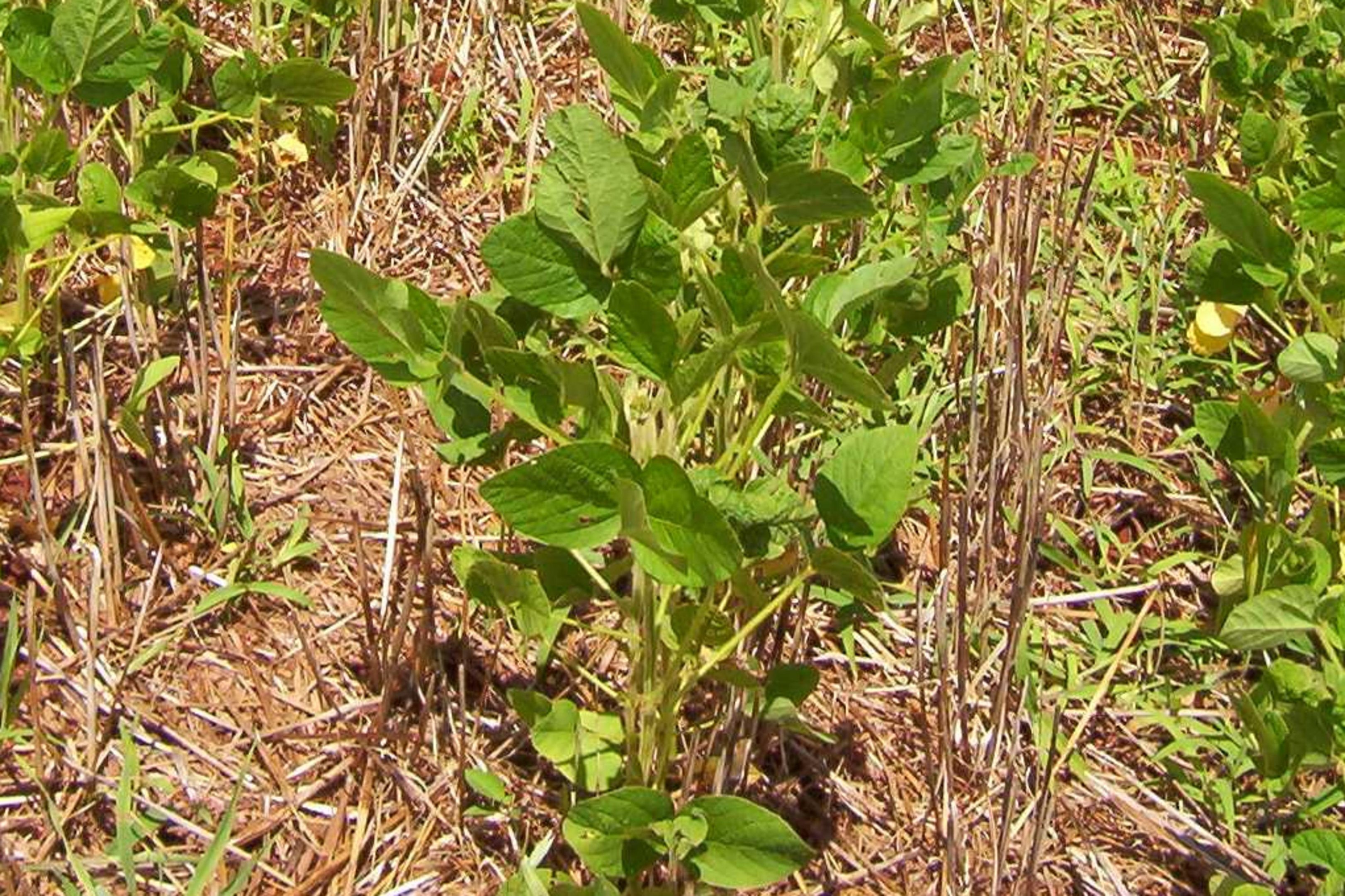 Quem lidera a agricultura de baixo carbono no RS? Veja o ranking dos municípios