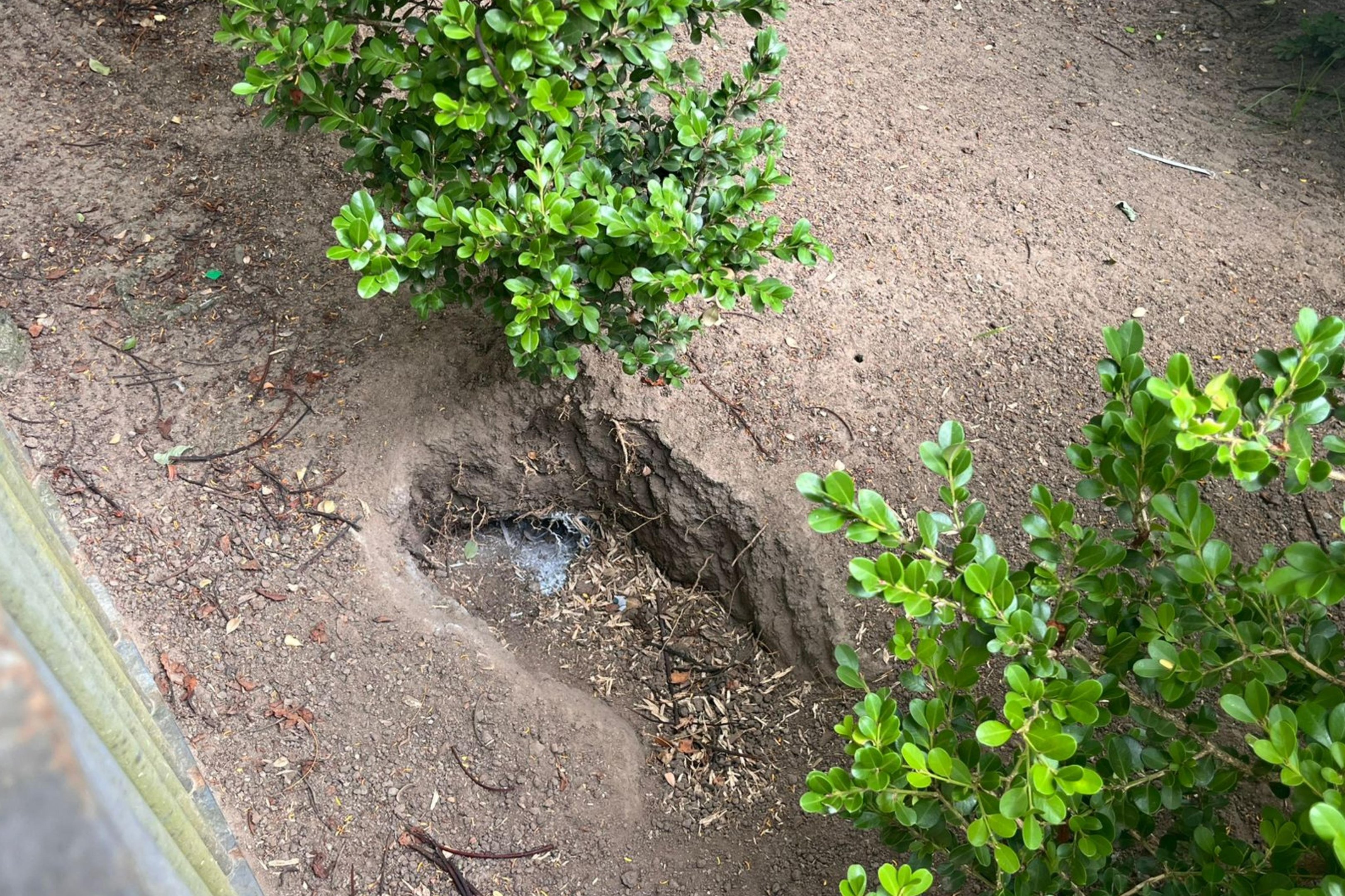 Infesta&ccedil;&atilde;o de ratos no Centro Hist&oacute;rico assusta moradores e atrapalha com&eacute;rcio: "Tive que fechar minha loja"