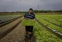 Resiliência dos produtores gaúchos reergue cultivos frente aos desafios climáticos 