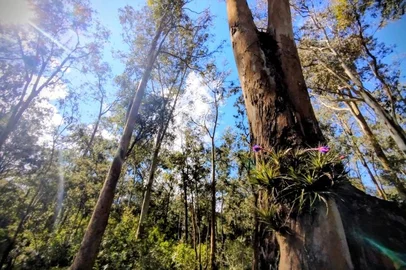 Bosque das Caturritas