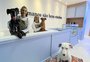Confeitaria para pets inaugura neste sábado em Caxias
