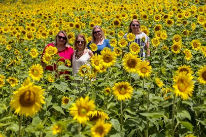 PINTO BANDEIRA, RS, BRASIL, 23/01/2025. Em floração, campos de girassóis despontam como queridinhos de turistas na Serra. Na foto, as turistas de outros estados Célia Marize Bundchen (Blusa Listrada - SC), Wildenise Marta De Podestà (branco - GO), Carina Taisa Osterlein (Azul) e Márcia Cristine Osterlein (Vermelho - ambas de SP) (Neimar De Cesero/Agência RBS)Indexador: Neimar De Cesero<!-- NICAID(16210354) -->
