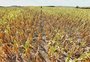 Por que está cada vez mais difícil prever a safra de verão no RS