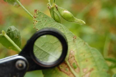 A ferrugem asiática comprometeu metade da produtividade da lavoura de soja do agricultor Valdimar Stefanski (foto 197), 45 anos, de Novo Machado Fotos Tiago Vianna, repórter Silvana de Castro<!-- NICAID(2852179) -->
