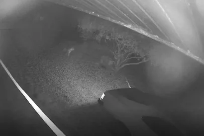 Cachorro morto arrastado ficou preso ao carro <!-- NICAID(15858233) -->