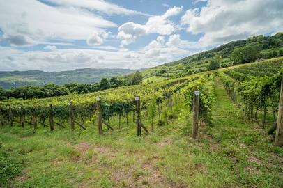 Inovadora, Cooperativa Vinícola Garibaldi adiciona novo sabor à vitivinicultura brasileiraInédito no país, varietal Irsai Oliver, de origem húngara, é o novo produto resultante do vinhedo experimental mantido pela marca<!-- NICAID(16095108) -->