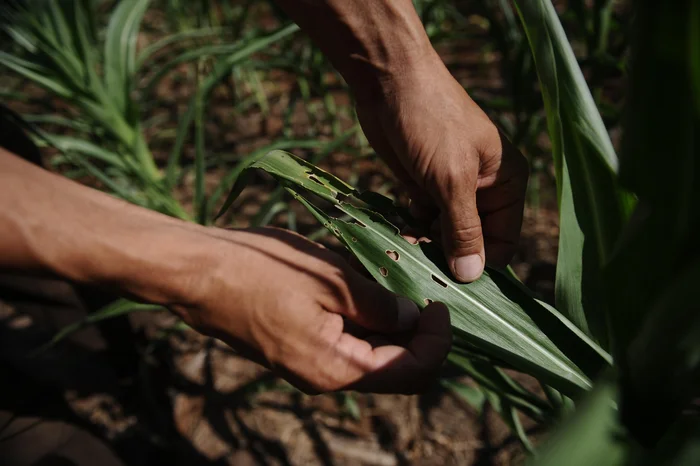 Antonio Valiente / Agencia RBS